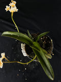 Flowered select Sarcochilus SP23/225