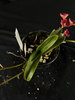 Flowered select Sarcochilus SP23/226