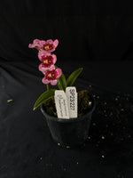 Flowered select Sarcochilus SP23/227