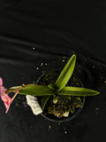 Flowered select Sarcochilus SP23/227
