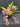 Select Species Onc. sotoanum Plant CC25/020