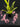 Select Species Onc. sotoanum Plant CC25/024