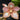 Flowering select Sarcochilus CC26/088