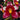 Flowering select Sarcochilus CC26/097