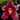 Flowering select Sarcochilus CC26/100