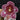 Flowering select Sarcochilus CC26/103