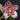 Flowering select Sarcochilus CC26/121