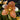 Flowering select Sarcochilus CC26/122