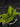 Flowering select Sarcochilus CC26/134