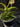 Flowering select Sarcochilus CC26/136