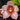 Flowering select Sarcochilus CC26/140