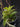 Flowering select Sarcochilus CC26/140