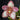 Flowering select Sarcochilus CC26/148