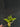 Flowering select Sarcochilus CC26/149