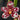 Flowering select Sarcochilus CC26/151