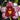 Flowering select Sarcochilus CC26/153