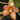 Flowering select Sarcochilus CC26/157