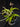 Flowering select Sarcochilus CC26/158