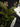Flowering select Sarcochilus CC26/160