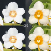 Sarcochilus Orchid Seedling. J052 (Kulnura Sherbert 'Golden Eye' x Kulnura Fruit Tingle 'GE')