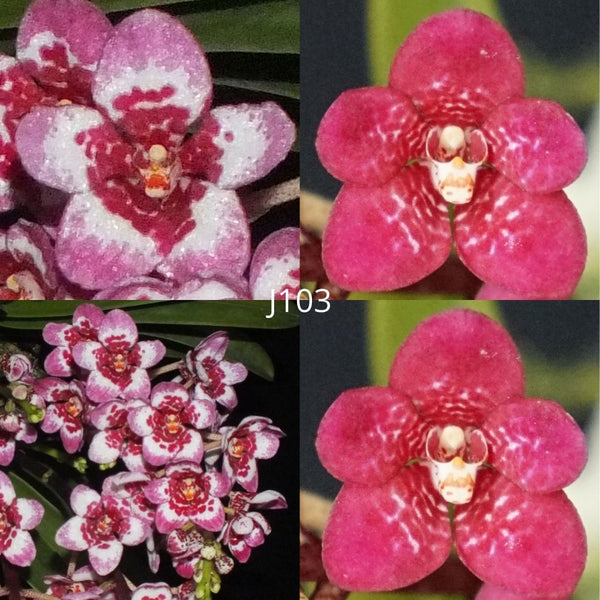 Sarcochilus Orchid Seedling. J103 (Kulnura Gifted 'Fireworks’ AM/AOC x Kulnura Fireheart 'Compact mottle')