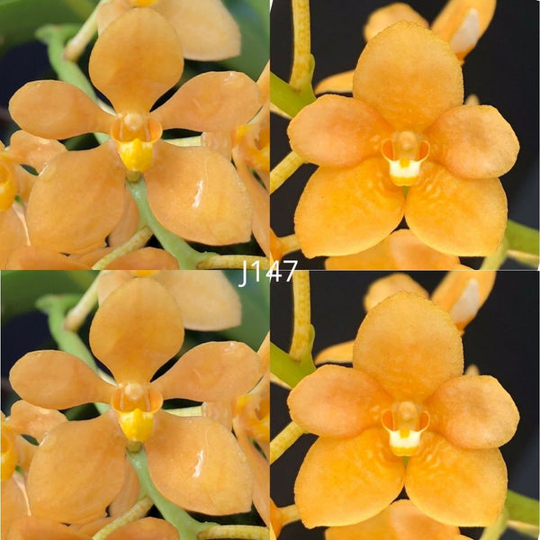 Sarcochilus Orchid Seedling. J147 (Kulnura Duet 'Golden Spark' X Kulnura Khaleesi 'Tall')