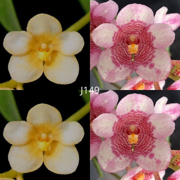 Sarcochilus Orchid Seedling. J149 (Kulnura Lemon 'Lemon 1' x Kulnura Frenzy 'Gateway')