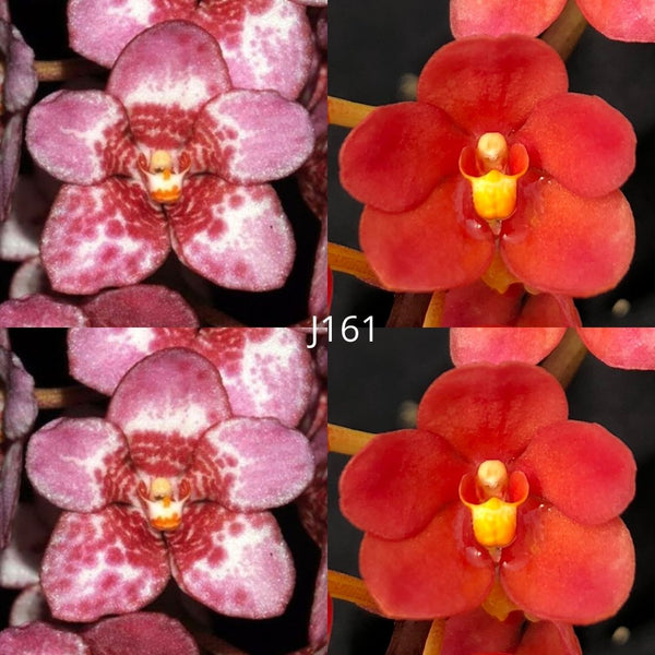 Sarcochilus Orchid Seedling. J161 (Kulnura Sanctuary 'GeeBee' AM/AOC X Kulnura Opus 'Vision')