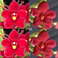 Sarcochilus Orchid Seedling. J168 (Kulnura Drive '4 black' x Kulnura Dazzel 'Deep Velvet')