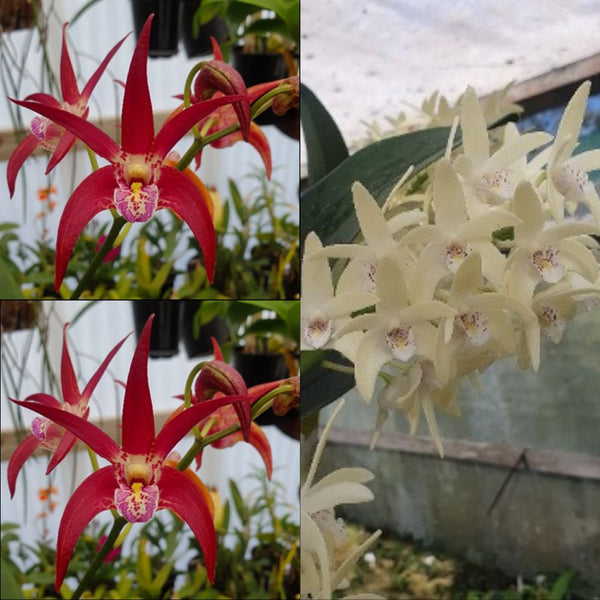 100mm Dendrobium Orchid Seedling. Den Vung Tau ‘Danielle’ x Finale ‘Perfect Shape’