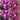 100mm Dendrobium Orchid Seedling. Den Touch of Class ‘Tony’ x Auscobber ‘Danielle’