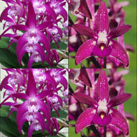 100mm Dendrobium Orchid Seedling. Den Touch of Class ‘Tony’ x Auscobber ‘Danielle’