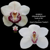 100mm Cymbidium Orchid Seedling JG20014 (Elisabeth Rickard 'Look at Me' X Joan's Charisma 'Vanity')