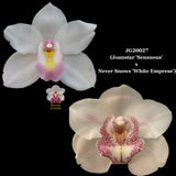 100mm Cymbidium Orchid Seedling JG20027 (Joanstar 'Sensuous' x Never Snows 'White Empress')
