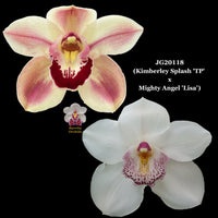 100mm Cymbidium Orchid Seedling JG20118 Kimberley Splash 'TP' x Mighty Angel 'Lisa'