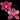 Cymbidium Seedling JLS2319  (Majestic Pink #1 x Stone Beauty 'Santy')