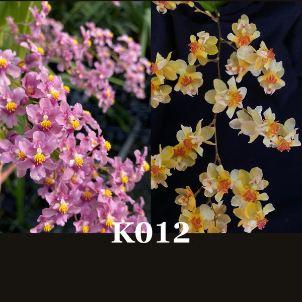 Orchid seedling Oncidium (sotoanum 'Josh' x Twinkle 'Lemon Jelly')