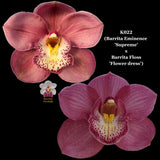 100mm Cymbidium Orchid Seedling K022 (Barrita Eminence 'Supreme' x Barrita Floss 'Flower dress')