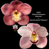 100mm Cymbidium Orchid Seedling K023 (Barrita Eminence 'Supreme' x Barrita Patriot 'Dianne')