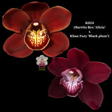 100mm Cymbidium Orchid Seedling K024 (Barrita Rex 'Alicia' x Khan Fury 'Black plum')