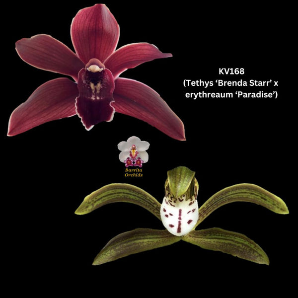 Cymbidium Seedling KV168 (Tethys ‘Brenda Starr’ x erythraeum ‘Paradise’)