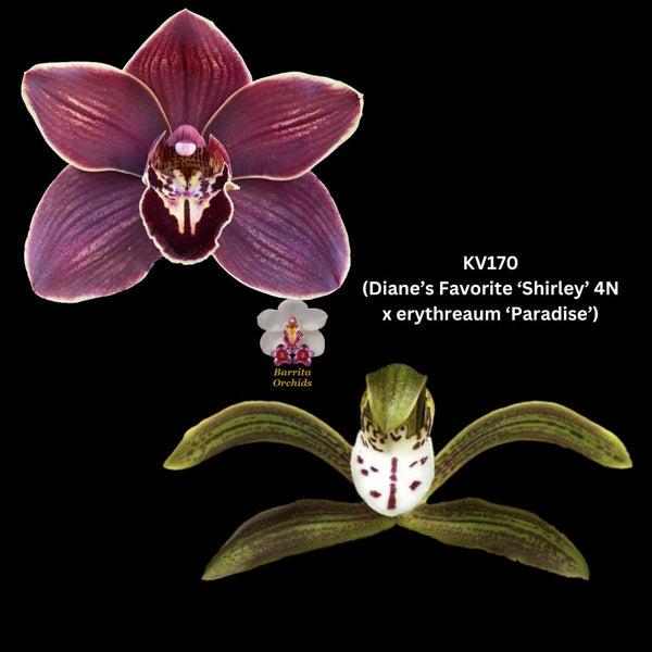 Cymbidium Seedling KV170 (Diane’s Favorite ‘Shirley’, 4N x erythraeum ‘Paradise’)