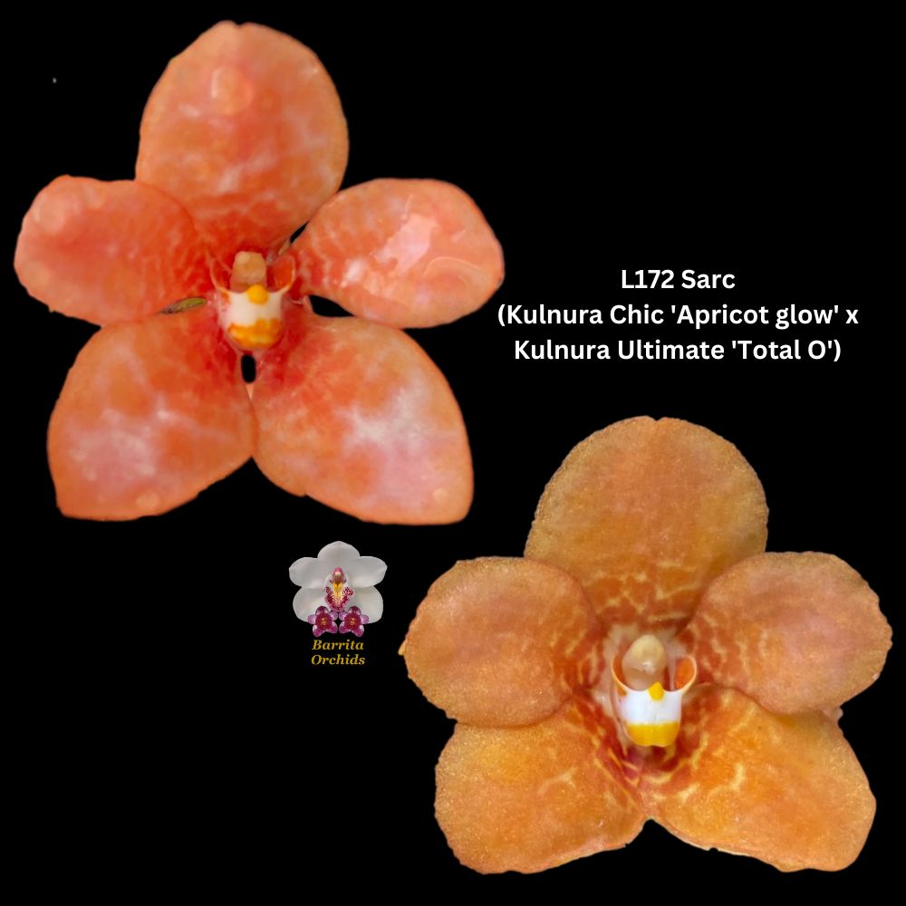 Sarcochilus flask L172 Sarc (Kulnura Chic 'Apricot glow' x Kulnura Ult ...