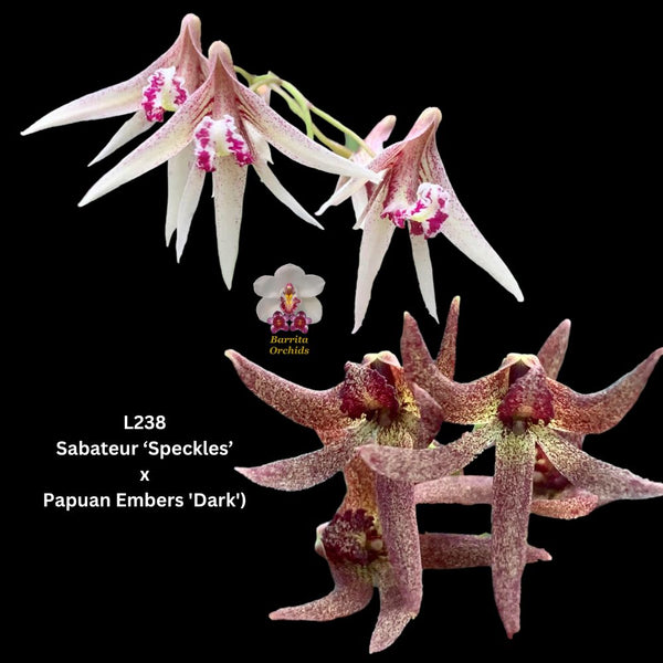 Dendrobium Orchid Seedling. L238 Den. (Sabateur ‘Speckles’ x Papuan Embers 'Dark')