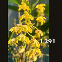 Dendrobium Orchid Species. Den. gracilicaule 'Mangrove Gold' x Self