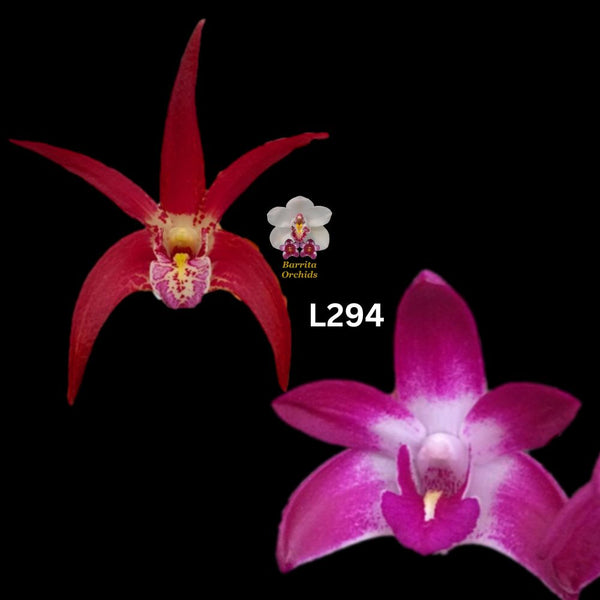 Dendrobium Orchid Seedling. L294 (Vung-Tau 'Danielle' x Australian Rose Beauty 'Pink Delight')