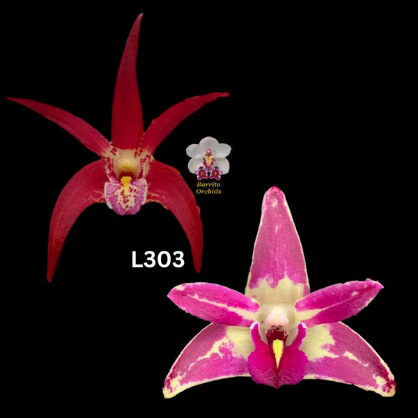 Dendrobium Orchid Seedling. L303. (Vung-Tau 'Danielle' x Cobber 'Lavender & lime')