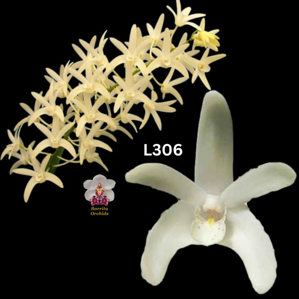 Dendrobium Orchid Seedling. L306 (Greta snow 'Samford Celestial' FCC/AOC x Darlington Snow 'Wendy')