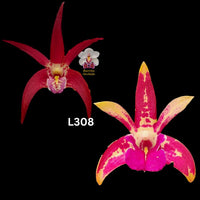 Dendrobium Orchid Seedling. L308 (Vung Tau 'Danielle' x Tooradin 'Massacre')