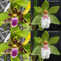 Zygopetalum Orchid L314 (Hmwsa. Mighty Mouse 'Bouquet' x Zga. Kudos 'Purity')